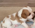 Štenci kavalir king charles španijela... javite mi se putem WhatsAppa na broj: +44 7453 907158